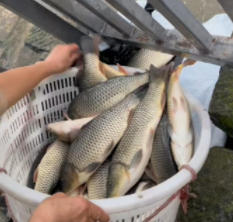 重庆放生纪实 时间2025年11月11号放生【有视频】