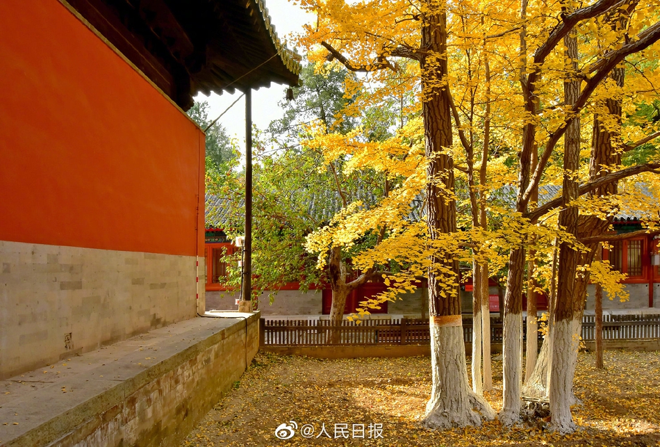 京西古刹大觉寺秋季的千年银杏