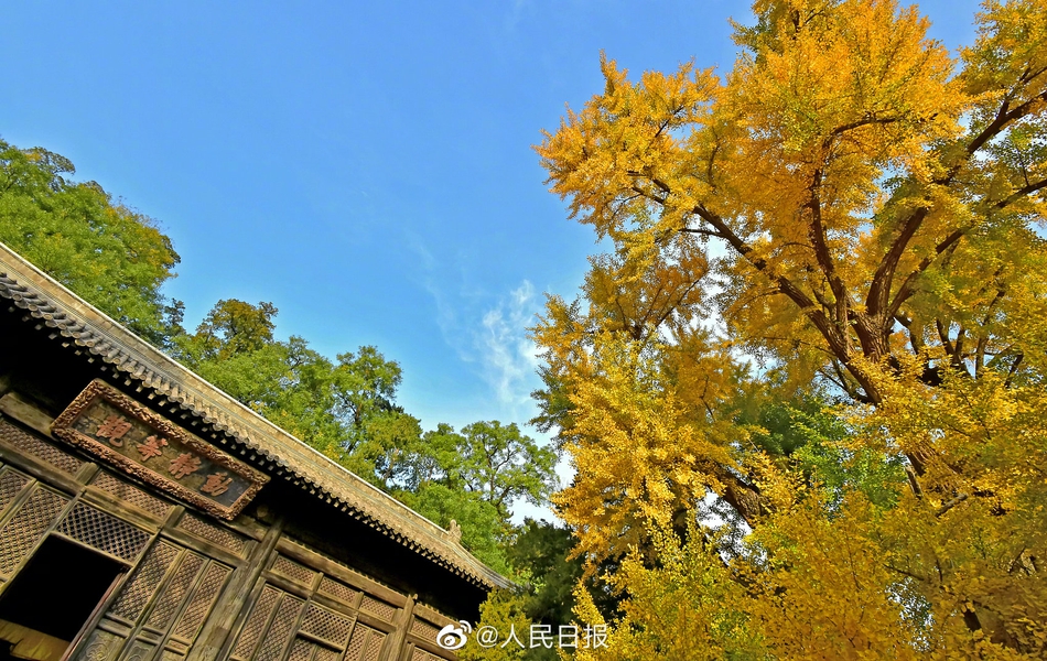 京西古刹大觉寺秋季的千年银杏