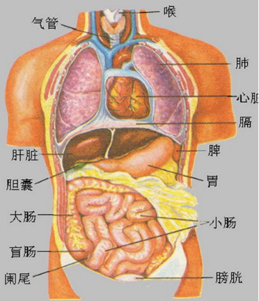 身体的每个器官都有它们最爱吃的食物