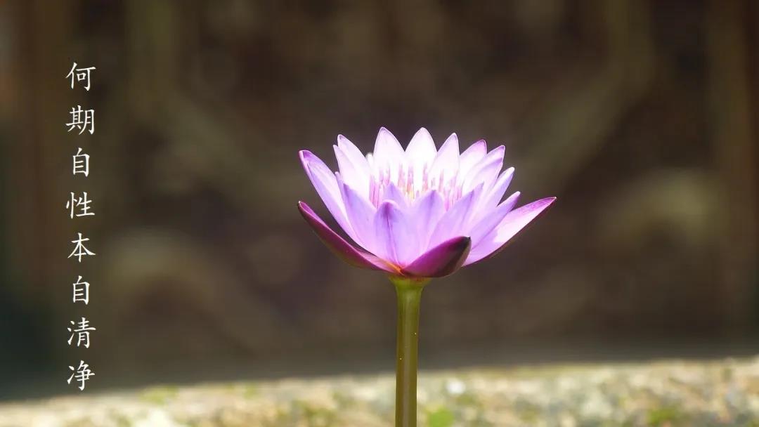 六祖惠能大师诞辰纪念日：一花开五叶，结果自然成！