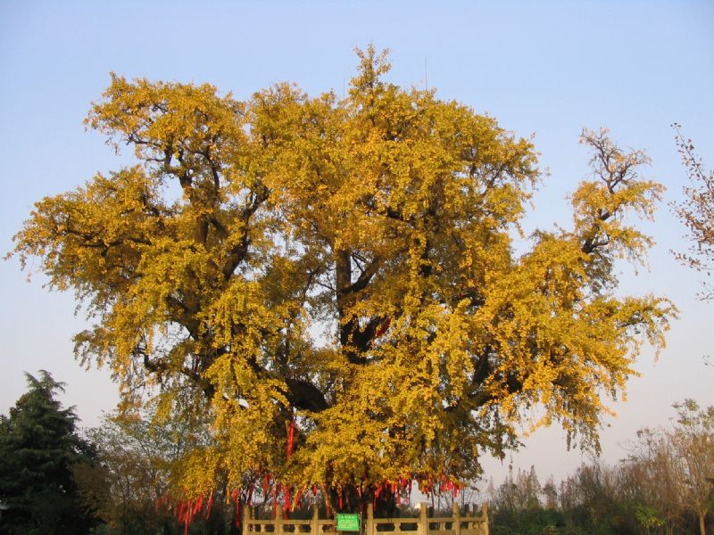 南京惠济寺